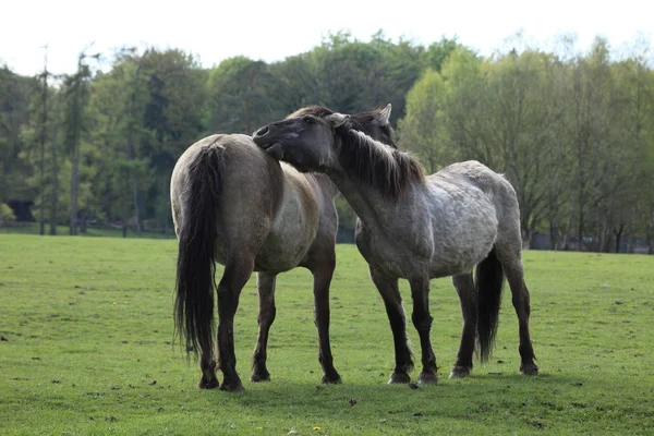 Tarpan Caballos salvajes — Foto de Stock