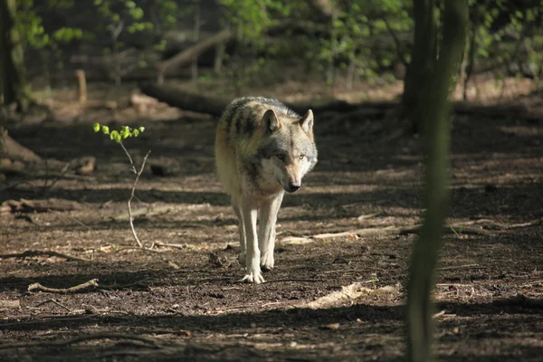 Un lobo europeo en el bosque — Foto de Stock