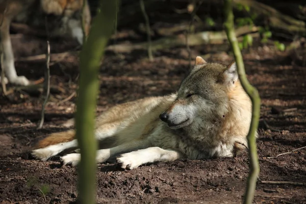 An European Wolf in the Forest — Stock Photo, Image