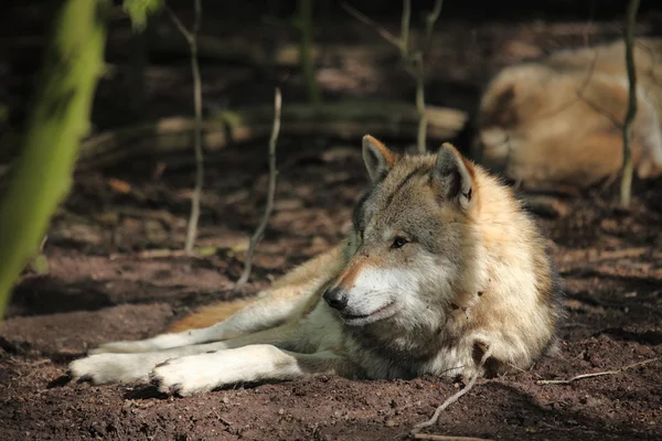 Европейский волк в лесу — стоковое фото