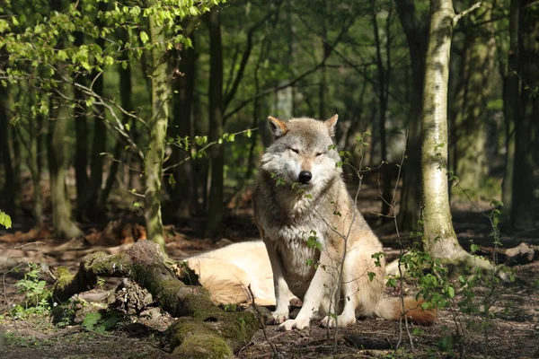 Un lobo europeo en el bosque — Foto de Stock