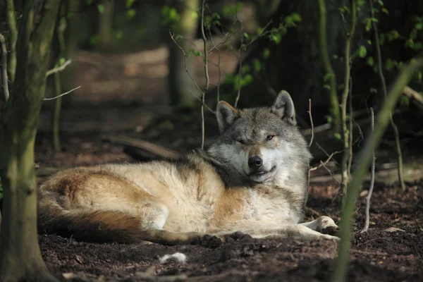 Ein europäischer Wolf im Wald — Stockfoto