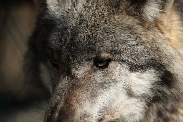 Een Europese Wolf in het Forest — Stockfoto