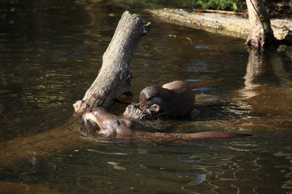 Europeiska Otter i det vilda livet — Stockfoto