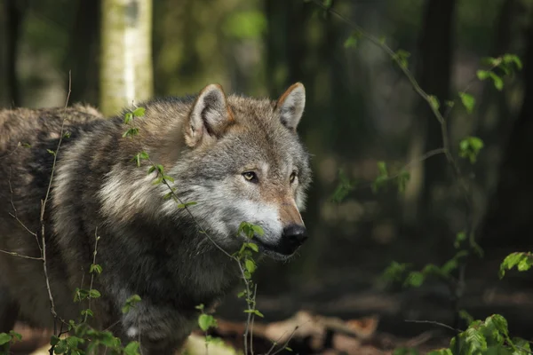 Um lobo europeu na floresta Fotografia De Stock