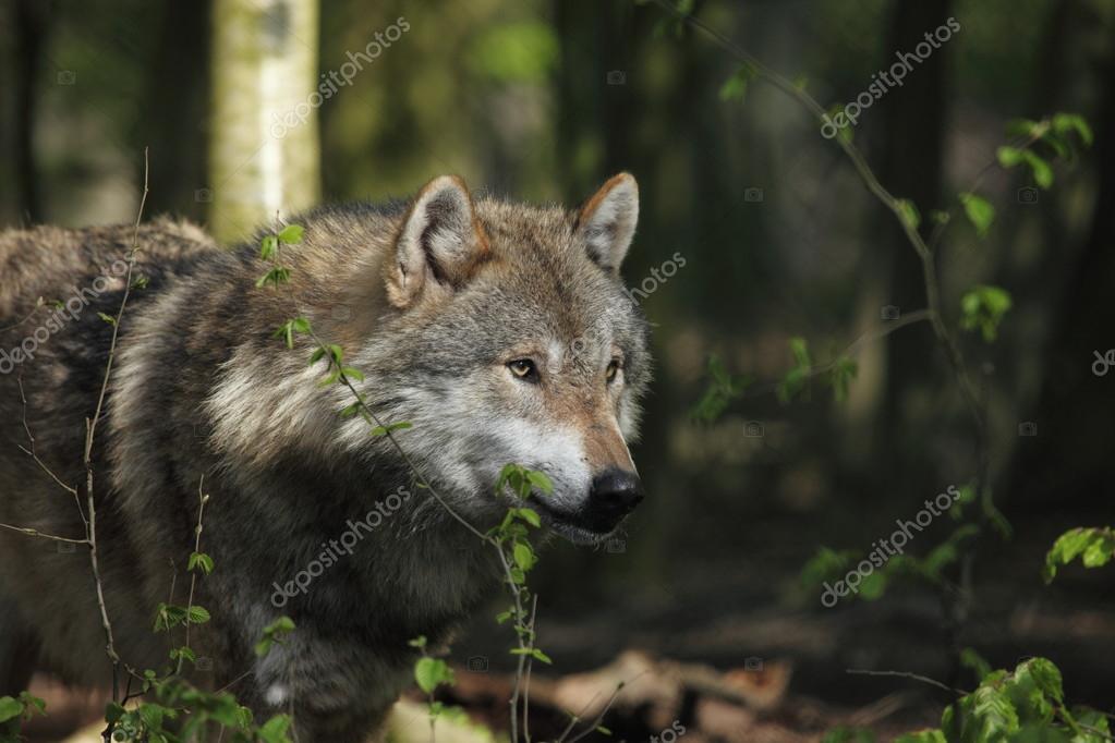 An European Wolf in the Forest