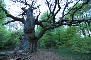 Almanya'da Reinhards ormandaki yaşlı Oaks