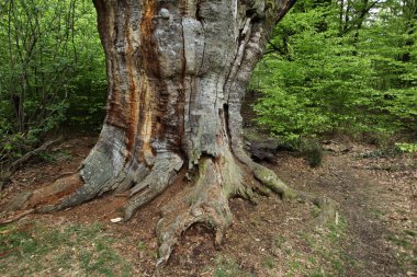 Almanya'da Reinhards ormandaki yaşlı Oaks