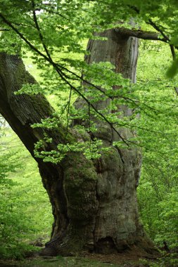 Almanya'da Reinhards ormandaki yaşlı Oaks