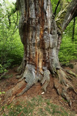 Almanya'da Reinhards ormandaki yaşlı Oaks