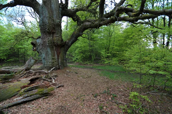 在德国 Reinhards 林中的老橡树 — 图库照片
