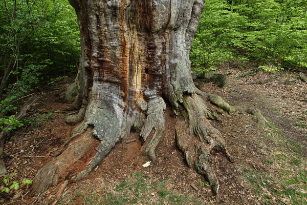 Vieux chênes dans la forêt de Reinhards en Allemagne — Photo