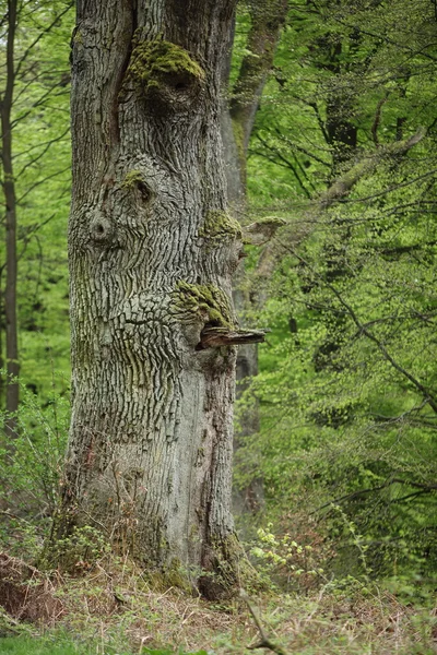 Carvalhos velhos na floresta de Reinhards na Alemanha — Fotografia de Stock