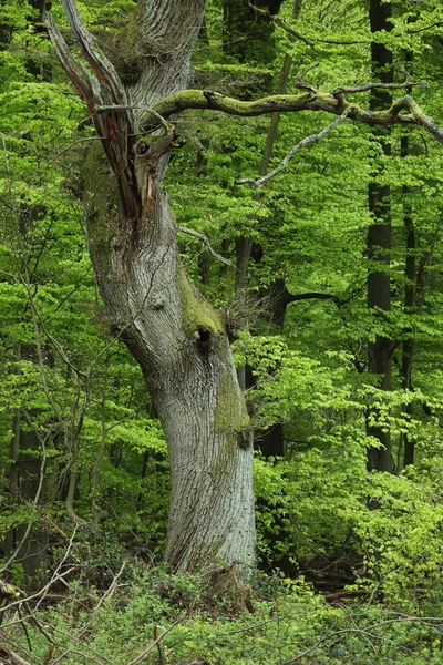 Carvalhos velhos na floresta de Reinhards na Alemanha — Fotografia de Stock