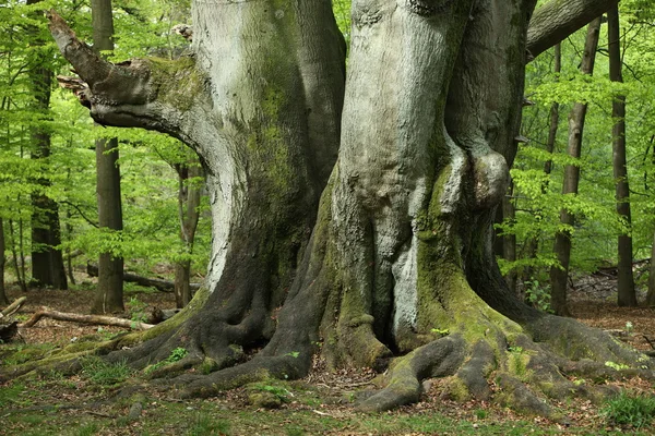 Vieux hêtre dans la forêt — Photo