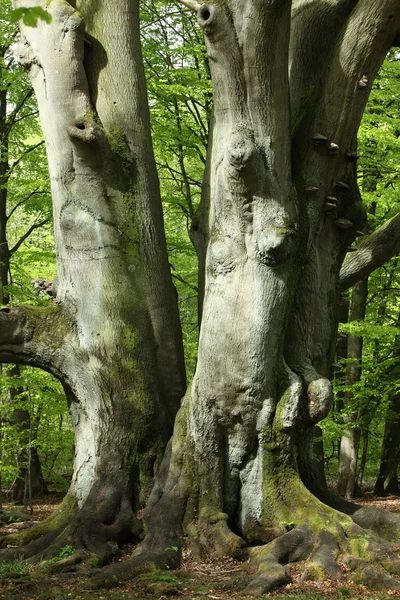 Old Beech in the Forest — Stock Photo, Image