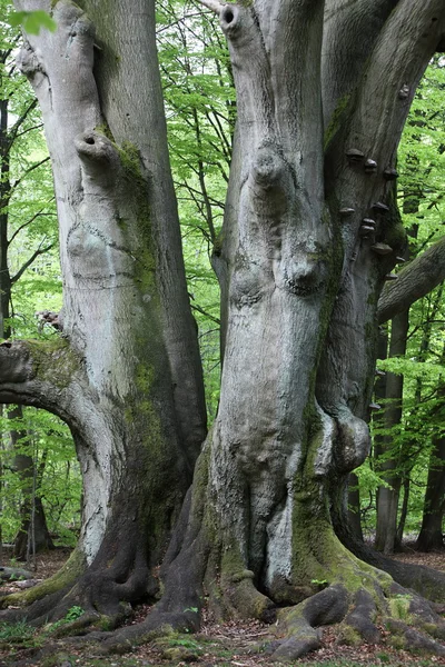 Velha faia na floresta — Fotografia de Stock