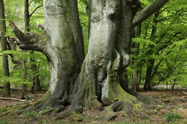 Ormandaki yaşlı kayın — Stok fotoğraf