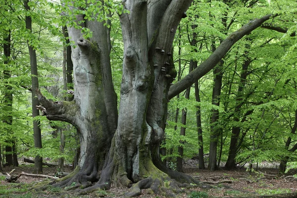 Vieux hêtre dans la forêt — Photo