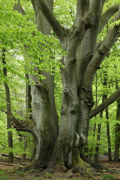 Vieux hêtre dans la forêt — Photo