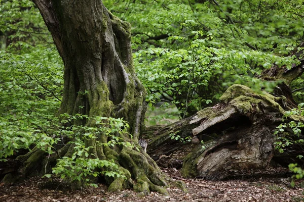 Old Hornbeam in the Forest — Stock Photo, Image