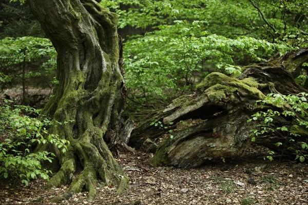 Vieux charme dans la forêt — Photo