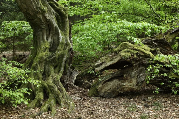 Vieux charme dans la forêt — Photo