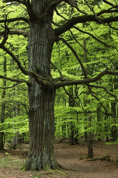 Αιωνόβιες βελανιδιές, στο δάσος Reinhards στη Γερμανία — Φωτογραφία Αρχείου