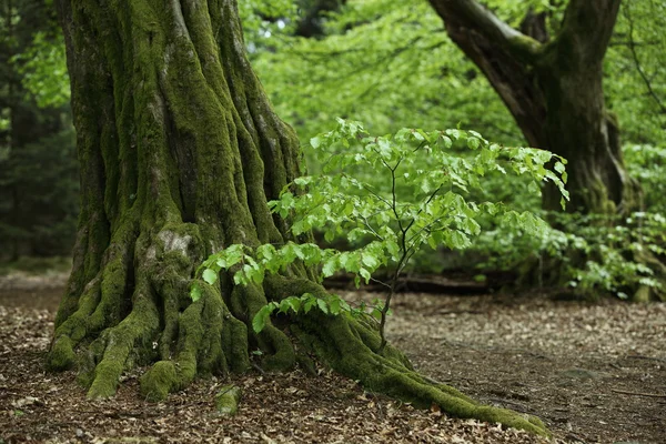 Old Hornbeam na floresta — Fotografia de Stock