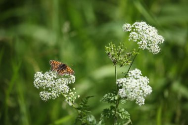 Ortak Fritillary kelebek