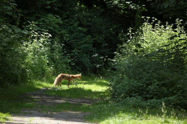 Η κόκκινη αλεπού — Φωτογραφία Αρχείου