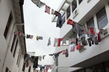 KIRSTENBOSCH Güney Afrika clothesline