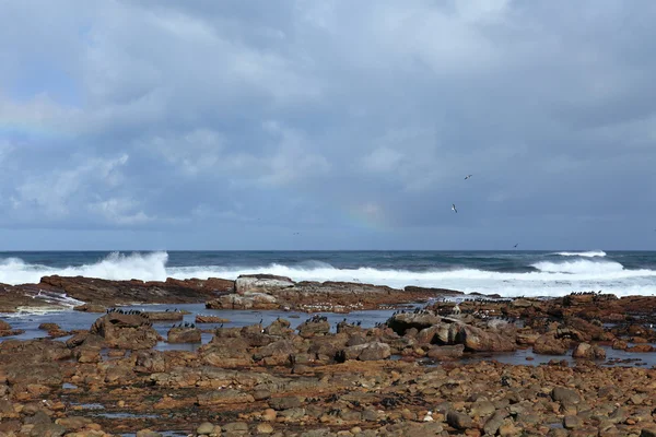 Kárókatonák a Jóreménység Dél-Afrika partja — Stock Fotó