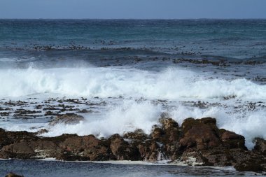 Güney Afrika kıyısında sörf