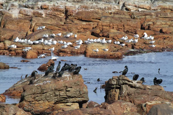 Cormorani sulla costa di Kap di Buona Speranza — Foto Stock