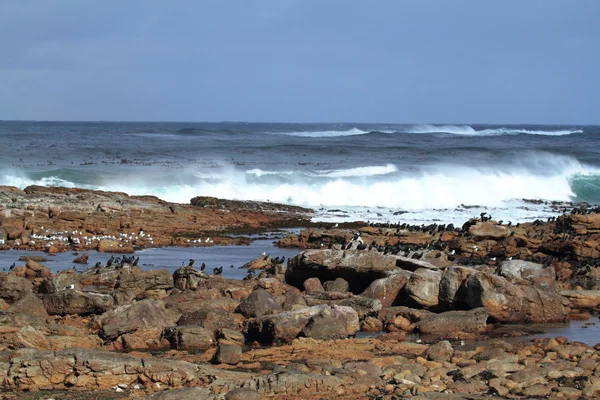 Kormoráni na pobřeží Kap dobré naděje — Stock fotografie