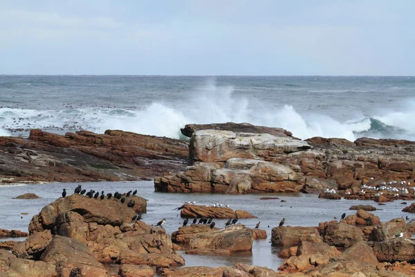 Kormoráni na pobřeží Kap dobré naděje — Stock fotografie