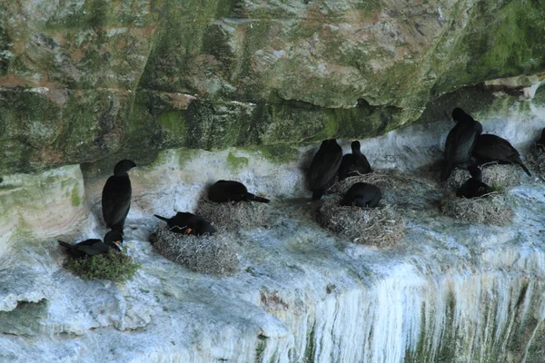 Colonia di cormorani sono Allevamento — Foto Stock