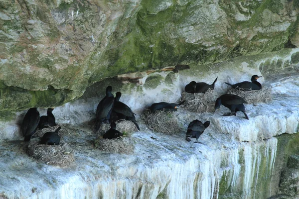 Colonia di cormorani sono Allevamento — Foto Stock