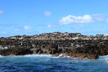 Deniz aslanı colony adlı Cape Town Güney Afrika