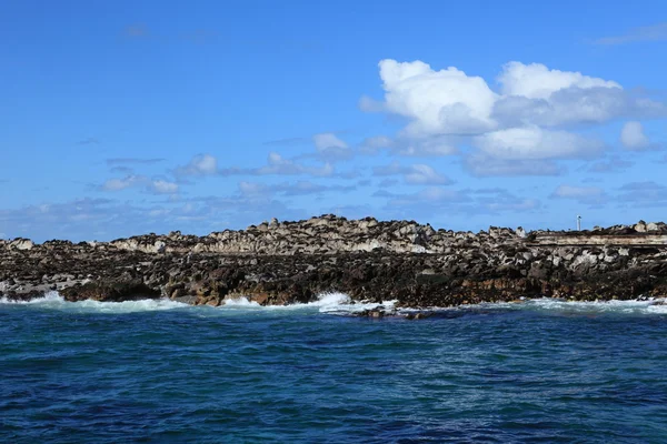 Colonia de lobos marinos en Ciudad del Cabo, Sudáfrica — Foto de Stock