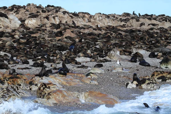 Zeehonden op een strand van Zuid-Afrika — Stockfoto