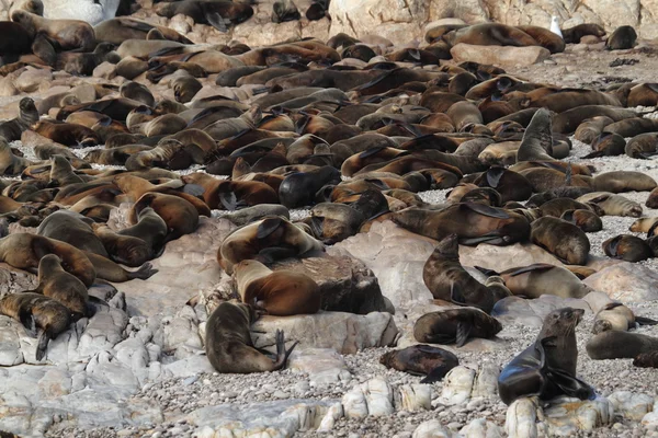 Seals on a Beach of South Africa — Stock Photo, Image