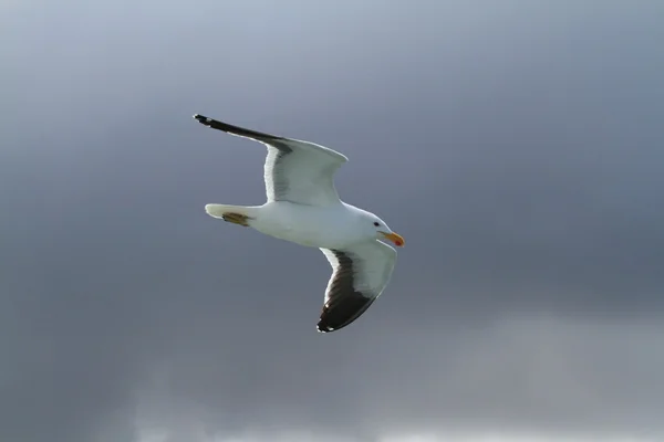 Gaivota — Fotografia de Stock