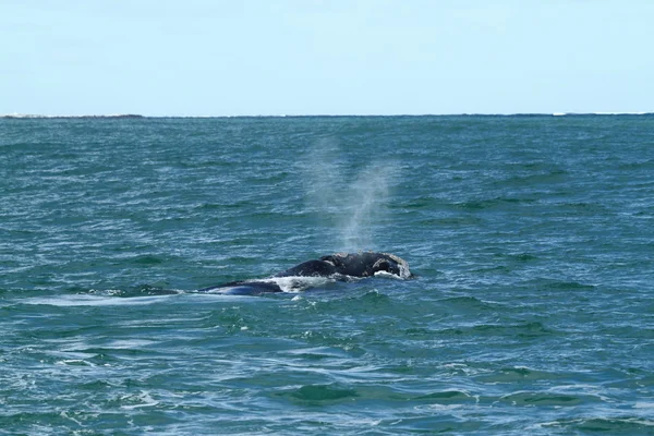 Ballenas — Foto de Stock