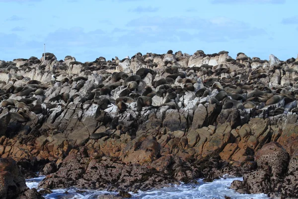 海豹在南非海滩 — 图库照片