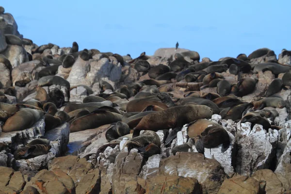 Zeehonden op een strand van Zuid-Afrika — Stockfoto