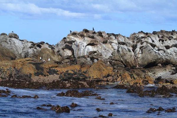 Sigilli su una spiaggia del Sud Africa — Foto Stock