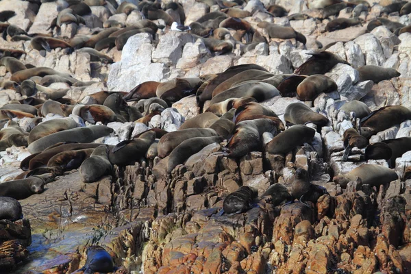Seals on a Beach of South Africa — Stock Photo, Image