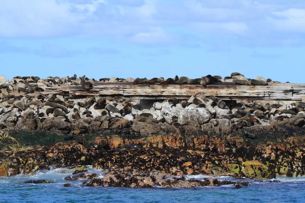 Tätningar på en strand i Sydafrika — Stockfoto